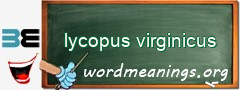 WordMeaning blackboard for lycopus virginicus